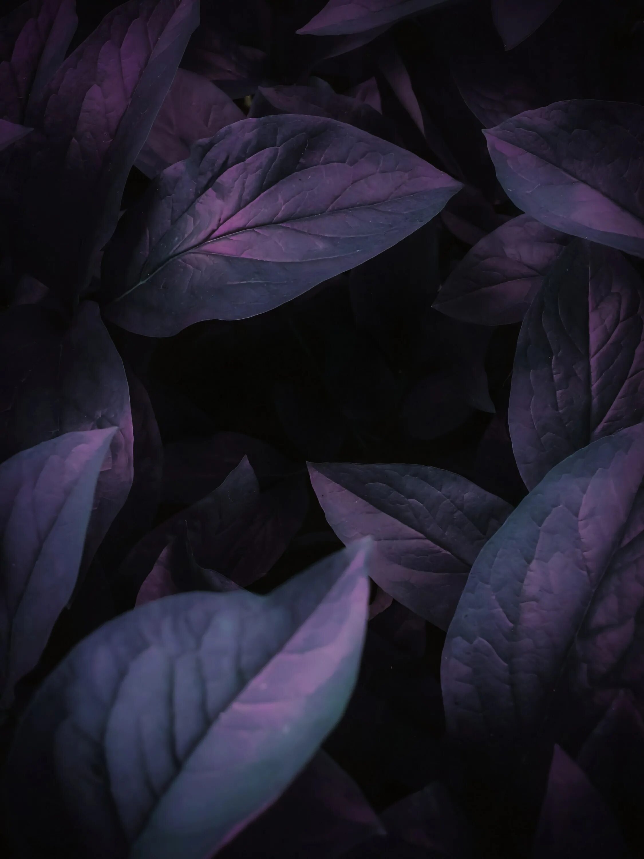 Темно фиолетовые листья растение. Фиолетовые листья. Темные листья. Фиолетовая листва. Лиловая листва.