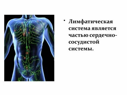 Сердечно сосудистая система лимфатическая система