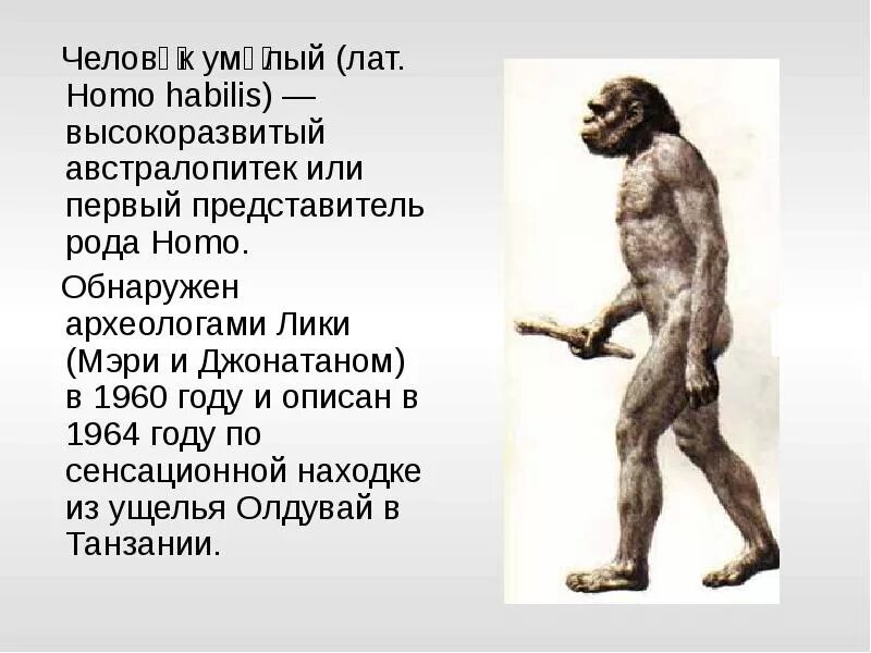 Человек разумный хомо хабилис. 1)Австралопитек 2) человек умелый. Человек умелый хомо хабилис. Австралопитек человек умелый. Первые представители рода человек