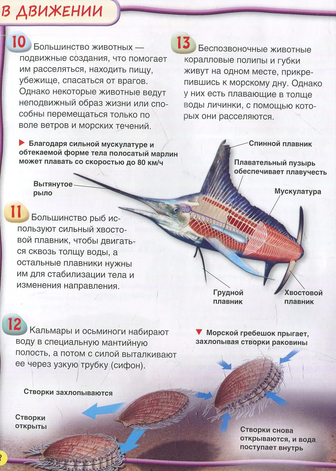 Спинной плавник. Спинной плавник Речной рыбы. Зачем спинной плавник. Рыба плавник похож на ногу.