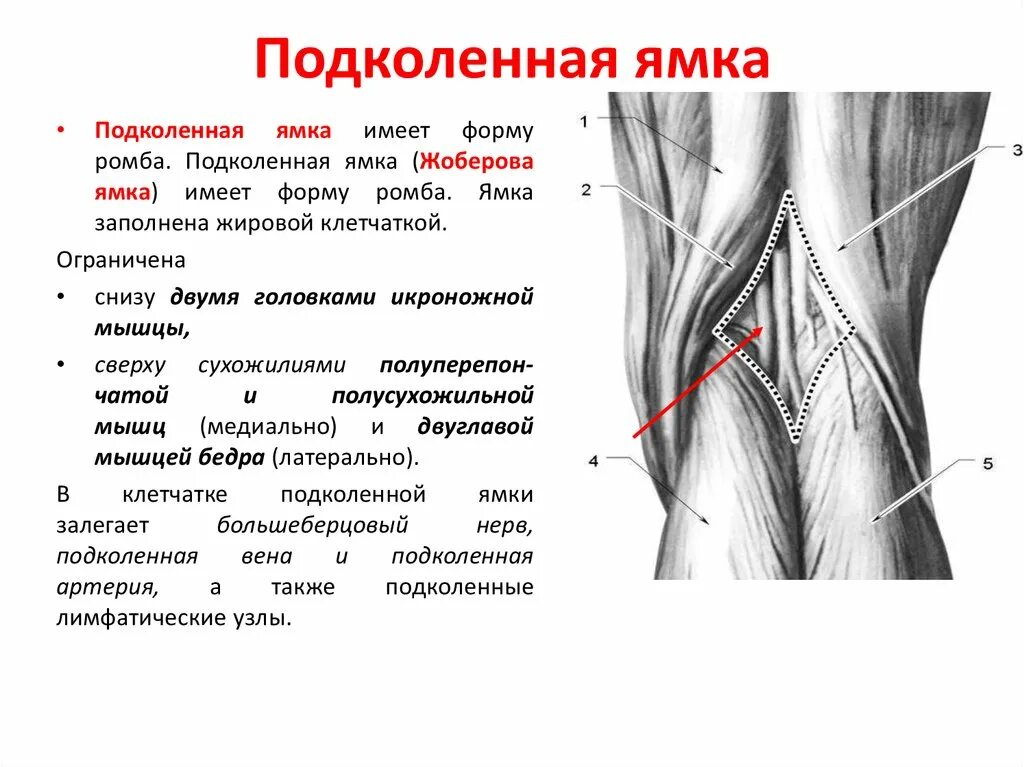 Груберов канал. Анатомия мышц подколенной ямки. Подколенная ямка топографическая анатомия. Стенки подколенной ямки мышцы. Топография подколенной ямки.