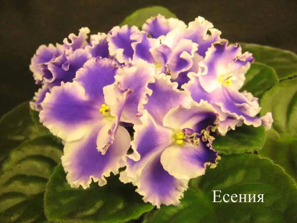Фиалка ле есения (78 фото)