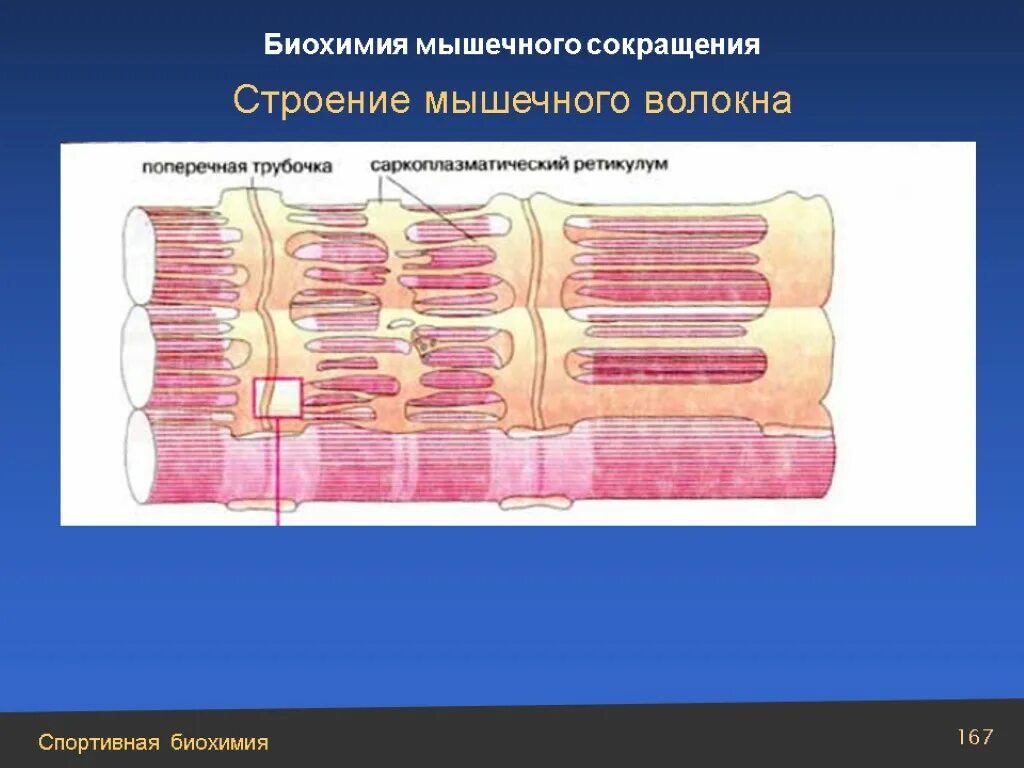 Биохимия мышечная. Механизм сокращения мышечного волокна биохимия. Механизм сокращения мышечного волокна схема. Схема строения мышечного волокна биохимия. Схема мышечного сокращения биохимия.