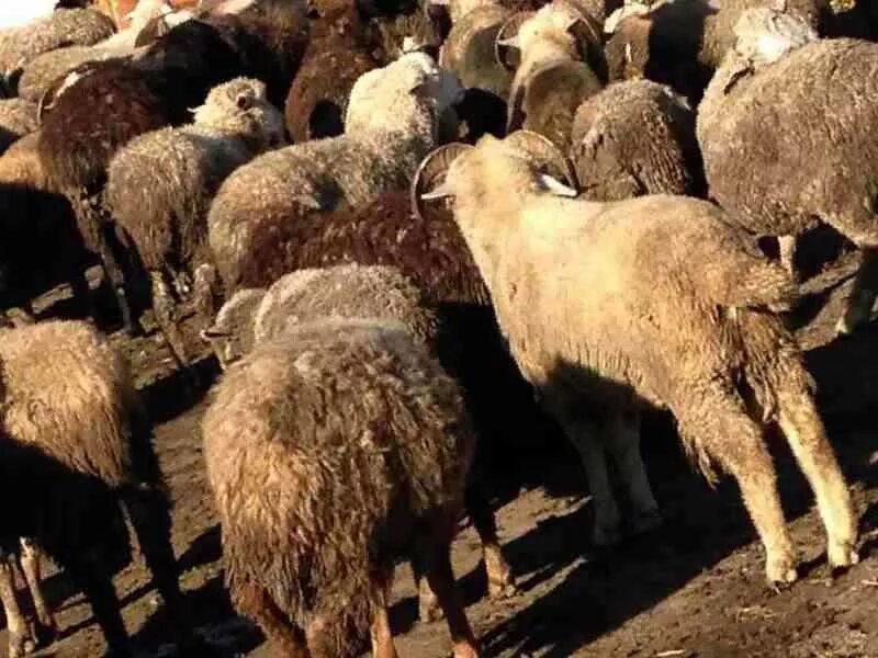 бараны на племя