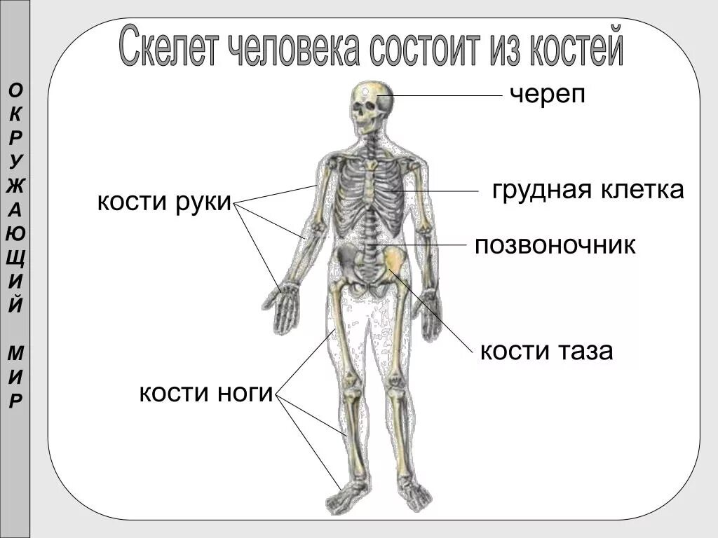 Скелет человека с названием костей 4 класс. Основные части скелета человека 1 класс. Строение скелета человека схема. Строение скелета человека 3 класс окружающий мир. Строение костей человека 4 класс.