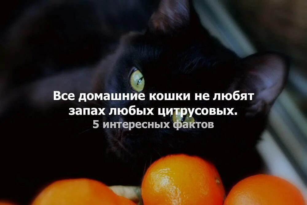 Какой запах не любят коты. Запахи которые пугают кошек. запахи которые не любят кошки. кошки не любят цитрусовые. кошки и запах цитрусовых.