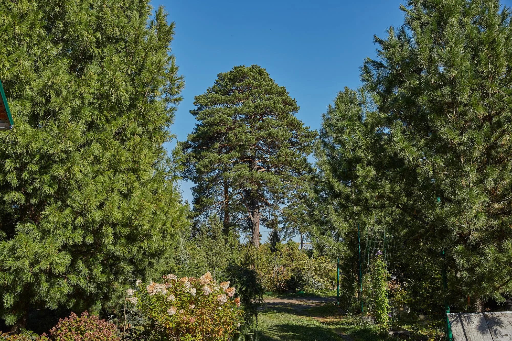 Сосна сибирская кедр сибирский. Кедр ель лиственница. Кедр зона. Сосна обыкновенная в тайге россии. Кедровый стланик камчатка.