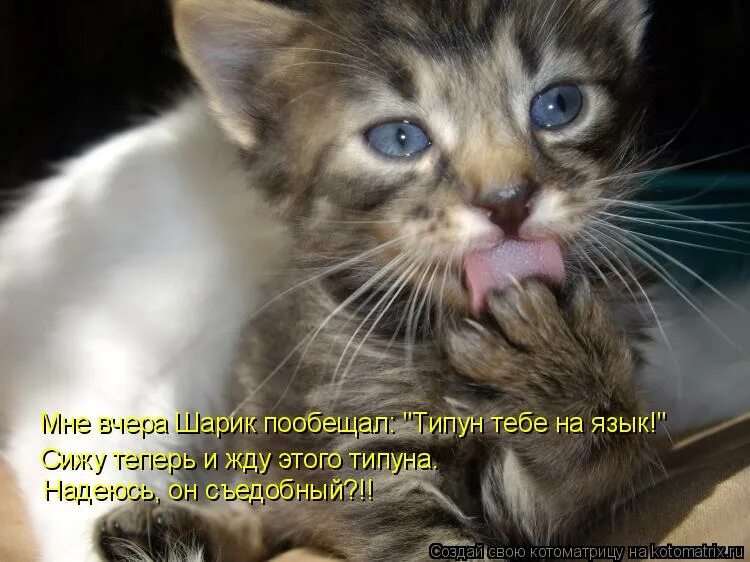 Язык сходить. Воспитанный котенок. Кот бебебе. Котик показывает язык. Смешные коты Мурзик.