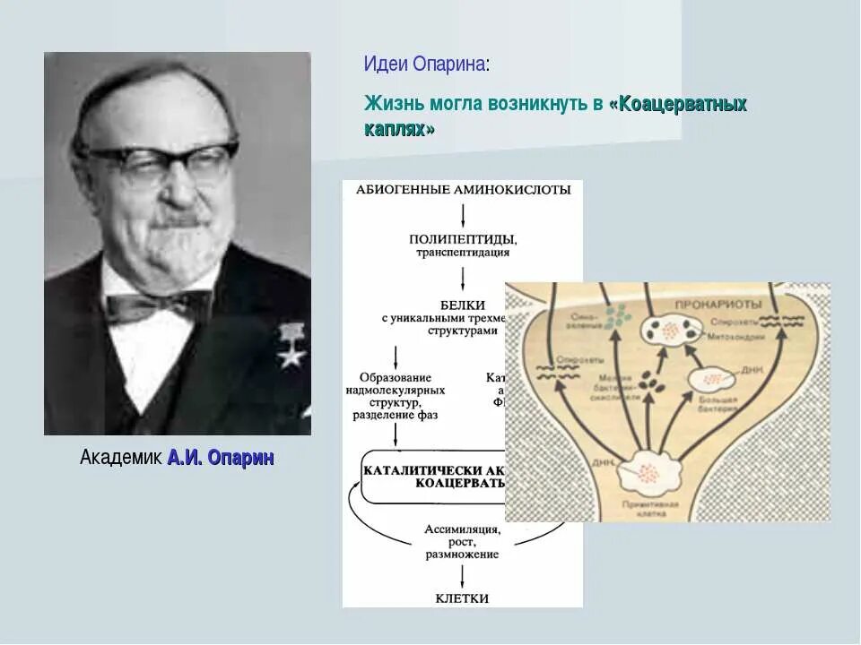 Один из авторов абиогенного происхождения жизни. Академик Опарин возникновение жизни. 3. Теория коацерватных капель Академика а. и. Опарина. Опарин и Холдейн теория. Опыт Опарина и Холдейна.