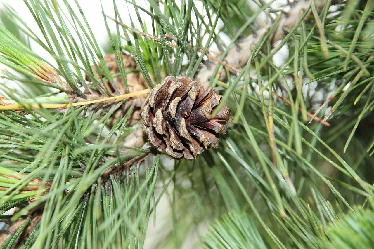 Pinus sylvestris шишки. пыльца пицундской сосны. хвоинки дерева сосна кедровая. сосновые шишки с пыльцой. сосна хвоя шишка.