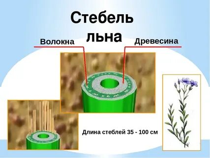Применение стеблей