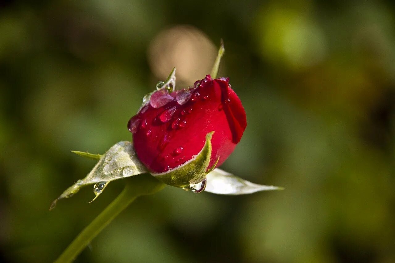Красные бутоны сколько лет. Бутон розы. Бутон в росе. Красивые бутоны роз. На бутонах цветов роса..