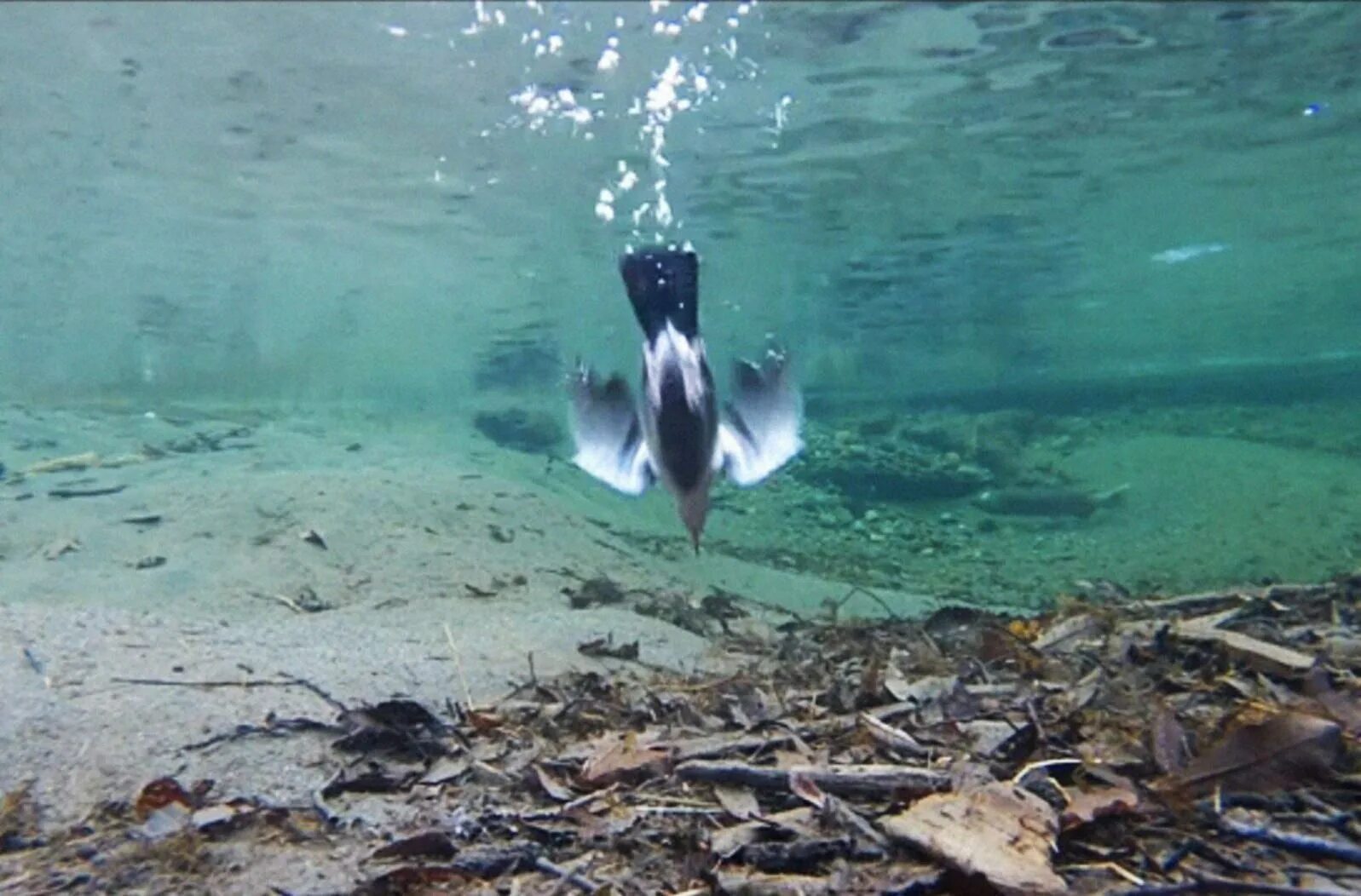 Птицы летающие под водой. Водяной Воробей оляпка под водой. Птица оляпка ныряет в воду. Оляпка бегающая по дну водоема. Водяной Воробей оляпка ныряет под воду.