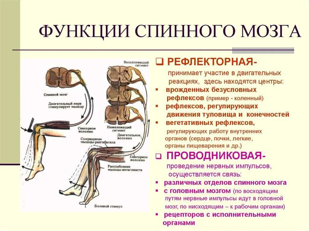 Процесс движения для человека. Строения и функции спинного мозга спинной канал. Строение и функции спинномозгового мозга. Строение и функции спинного мозга кратко. Рефлекторные и проводящие функции спинного мозга.