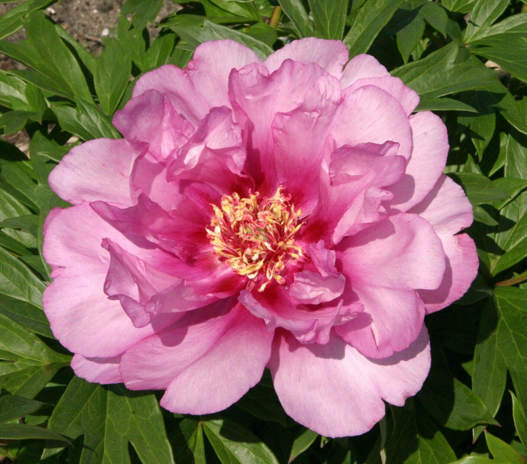 Пион ферст. Пион Ферст арривал. Пион Itoh first arrival. Пион фест эррайвал. Paeonia (пион) ) first arrival (Itoh).