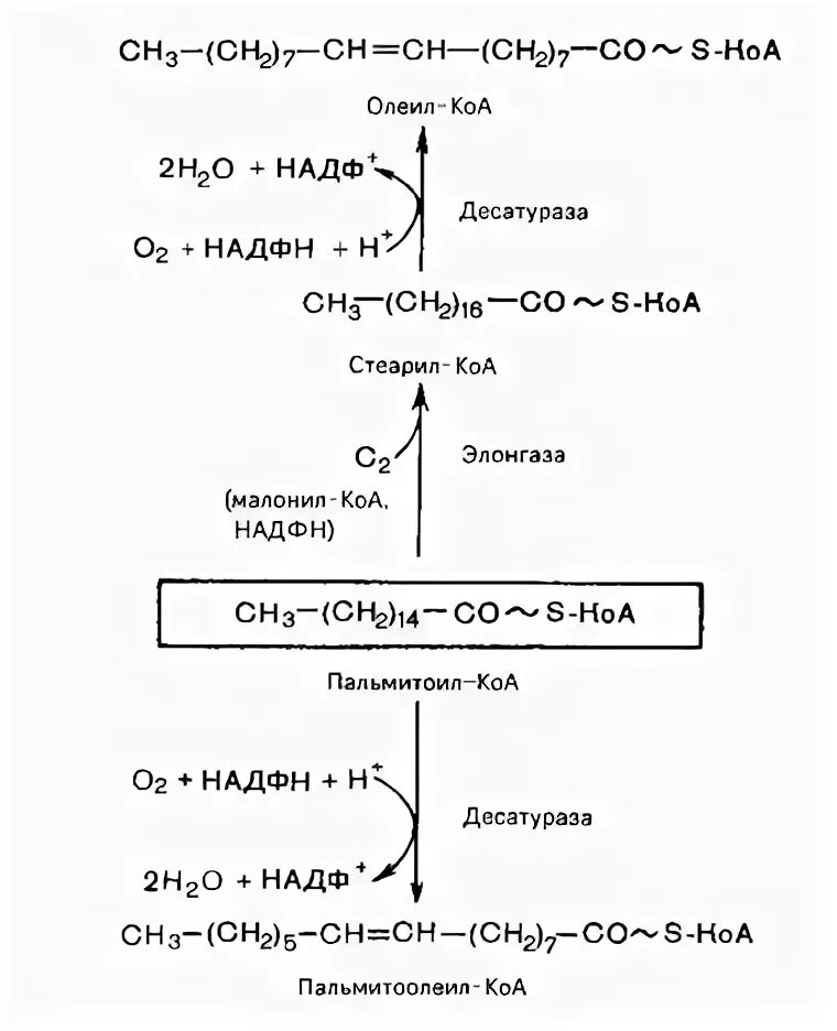 Синтез пальмитиновой. Синтез стеариновой кислоты из пальмитиновой. Биосинтез непредельных жирных кислот. Синтез олеиновой кислоты из пальмитиновой кислоты. Биосинтез ненасыщенных жирных кислот.