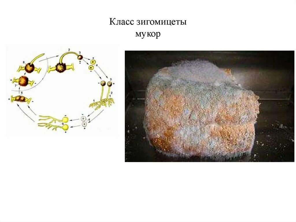 Зигомицеты строение. Зигомицеты мукор. зигомицеты строение мицелия. структура зигомицеты.