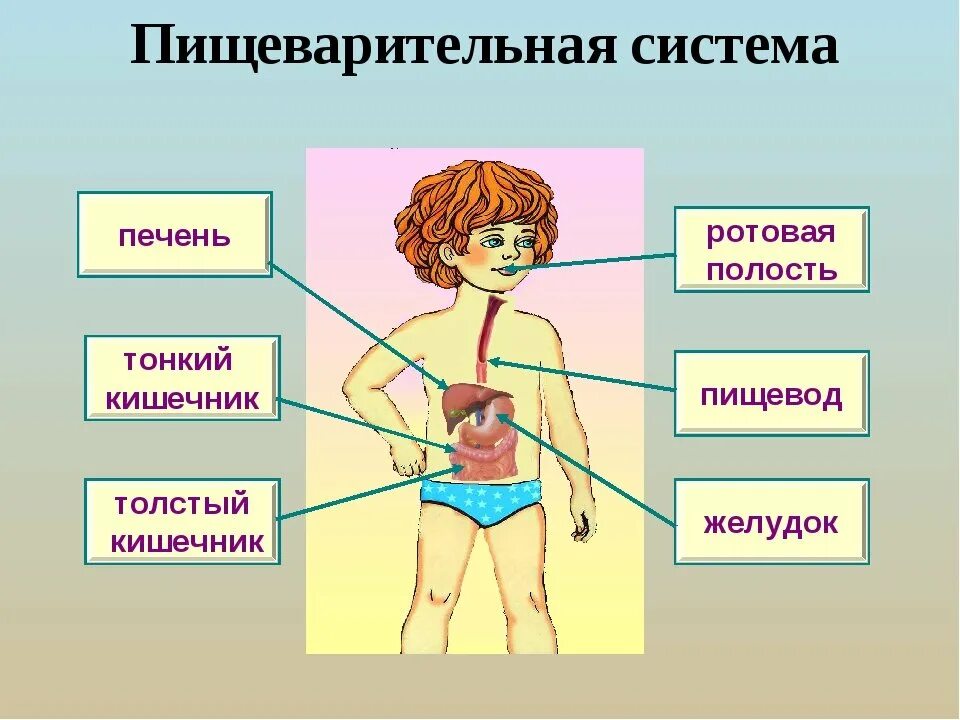 Строение тела человека. Структура тела человека. Строение организма человека. Строение тела человека для детей. Упражнения пищеварительная система