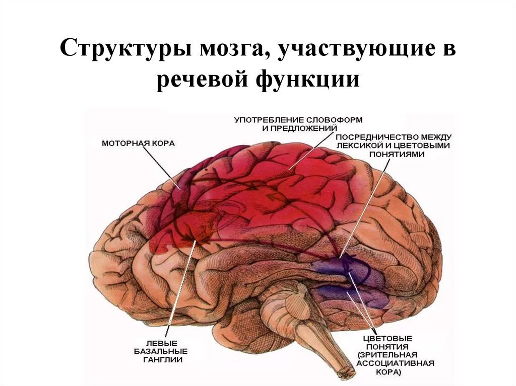 Центр речи в мозге человека. Структура мозга. Головной мозг речь. Мозговые центры речи. Речевые структуры мозга.