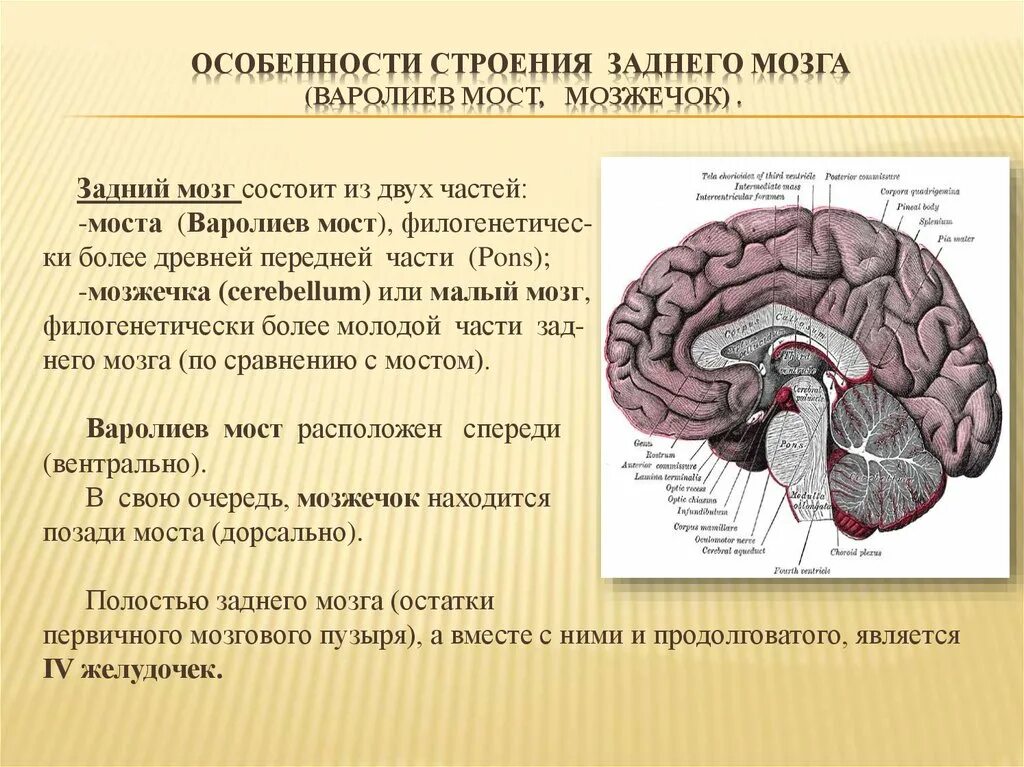 Задний мозг варолиев мост и мозжечок. Задний мозг варолиев мост мозжечок функции. Структура заднего отдела мозга. Отделы мозга варолиев мост.