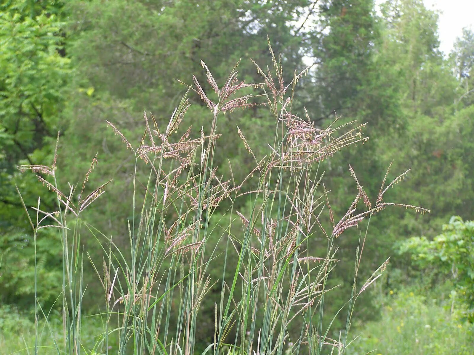 Бородач жерарди (andropogon gerardii). Бородач жерарди. Бородач виргинский (andropogon virginicus). Схизахириум метельчатый блю хевен. Осока волосовидная.