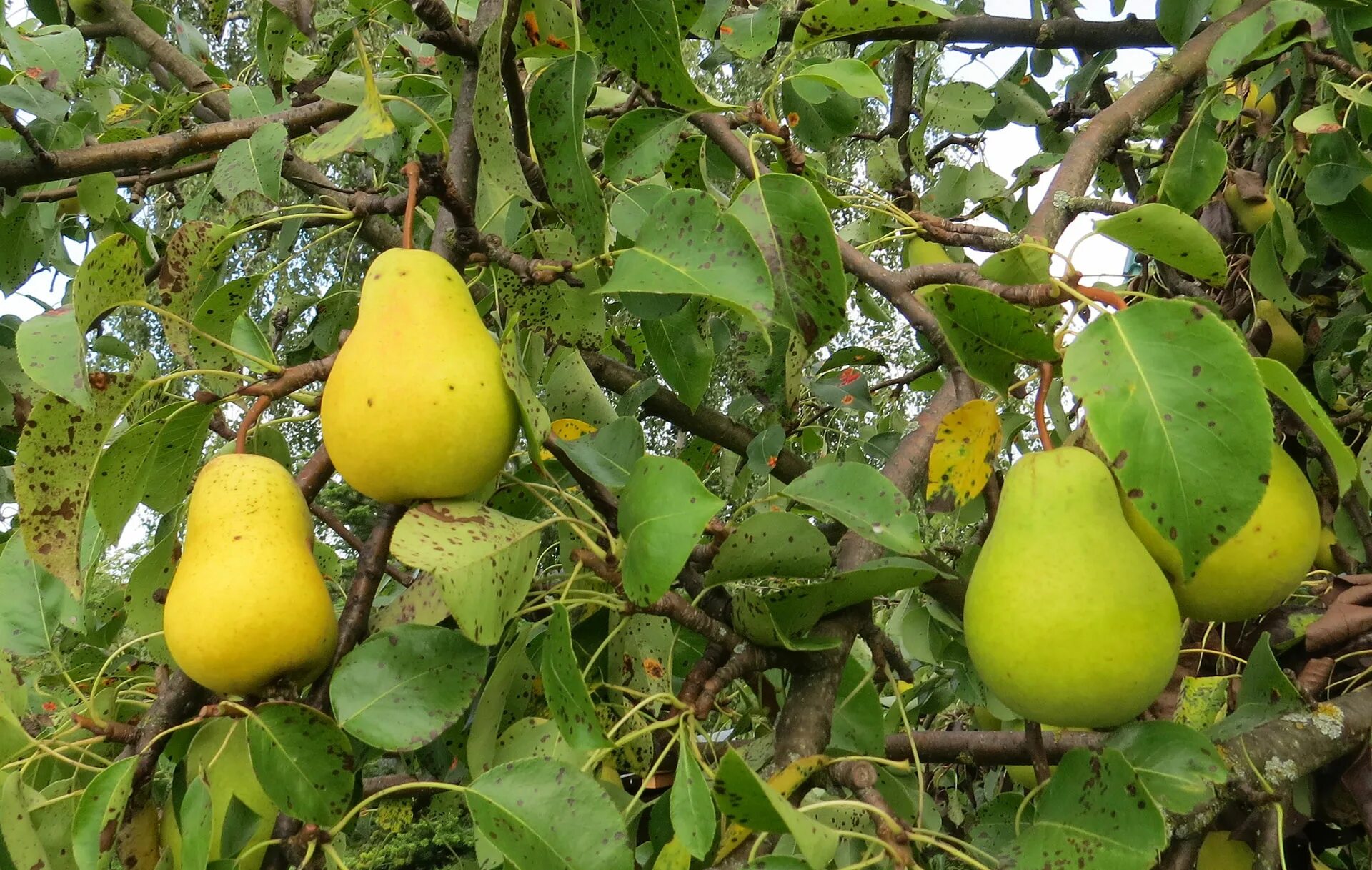 Какой сорт груши посадить. Груша чижовская фото взрослого дерева. условия выращивания груши. условия выращивания груши окружающий мир. условия выращивания груши 3 класс окружающий мир.