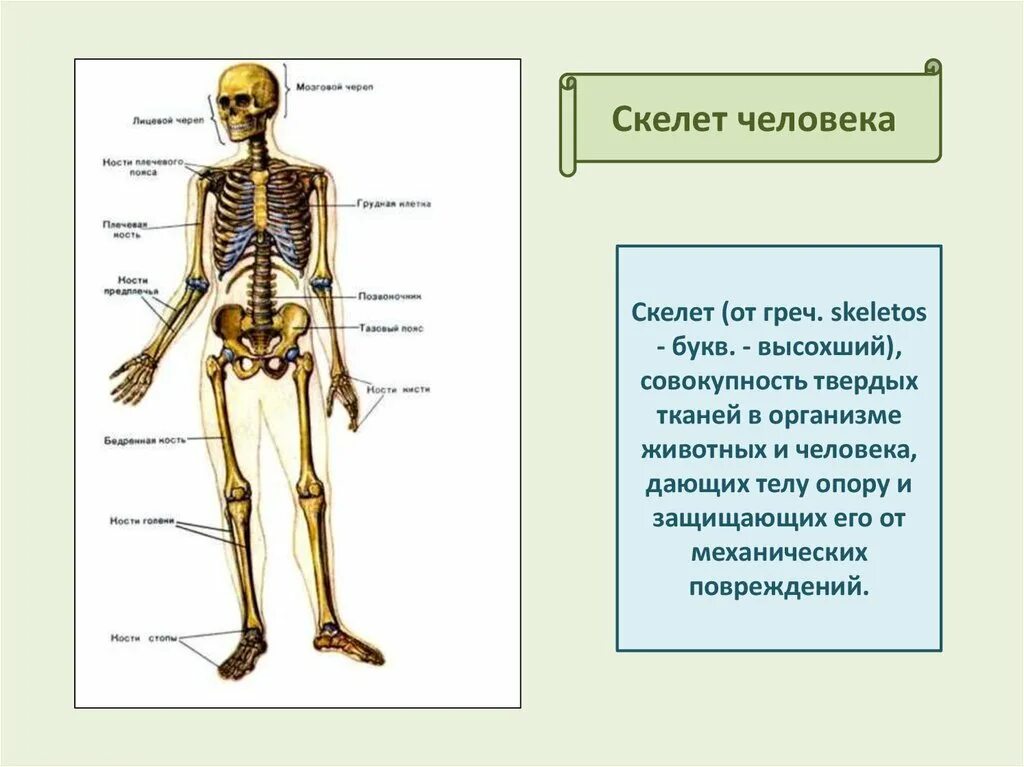Скелет человека. Скелет туловища человека анатомия. Скелет человека пропорции.