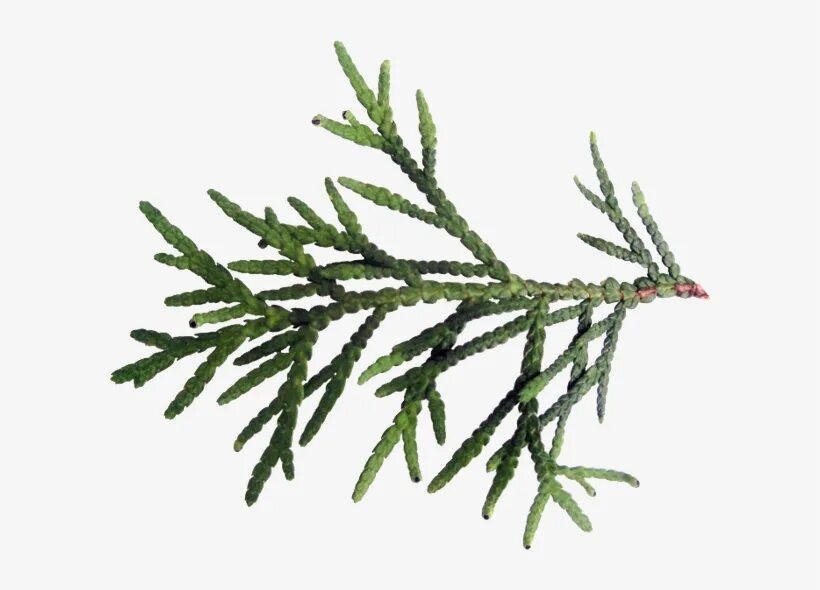 Кипарис cupressus ветка. Кипарис на белом фоне. Туя кипарисовая листья. Кипарис листья. Кипарис ветка.