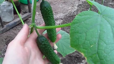 Огурцы кураж как сажать в открытый грунт