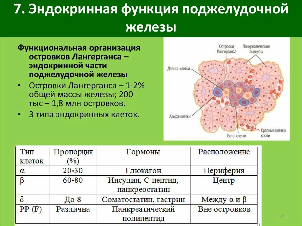 Эндокринные клетки островков лангерганса. Эндокринная часть поджелудочной железы функции. Клетки эндокринной части поджелудочной железы. Строение и функции эндокринных структур поджелудочной железы. Эндокринная часть поджелудочной железы гормоны и функции.