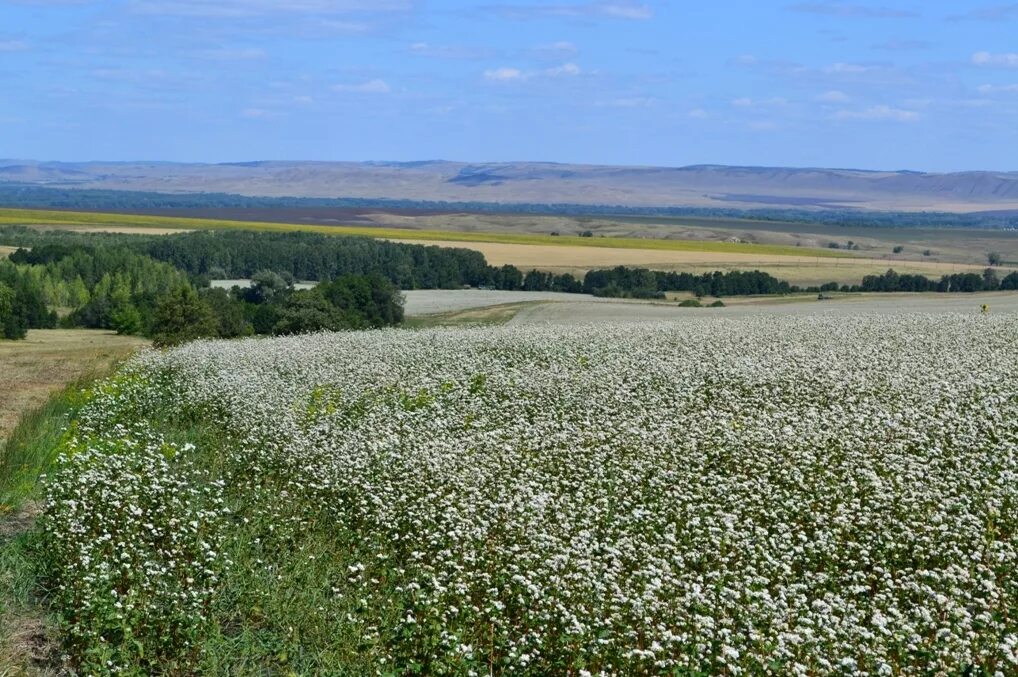 Оренбуржье места. Природа степь Оренбург. Родные просторы природа Оренбургского края. Оренбургский район природа. Равнины Оренбургской области.