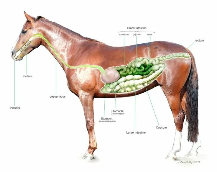 Horse anatomy and animal body inner physiological structure outline diagram. Edu