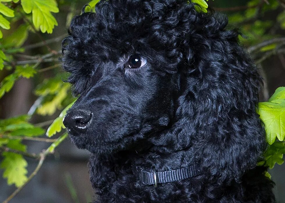 карликовый пудель черный. черный пудель. карликовый королевский пудель. королевский пудель. малый средний пудель.