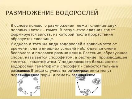 Массовое размножение водорослей вдоль азовского моря