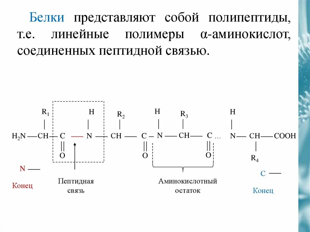 Образование первой пептидной связи. Механизм образования пептидной связи в белках и пептидах. Пептидная связь аминокислот схема. Схема образования пептидной связи. Схема образования пептидной связи в пептидах.