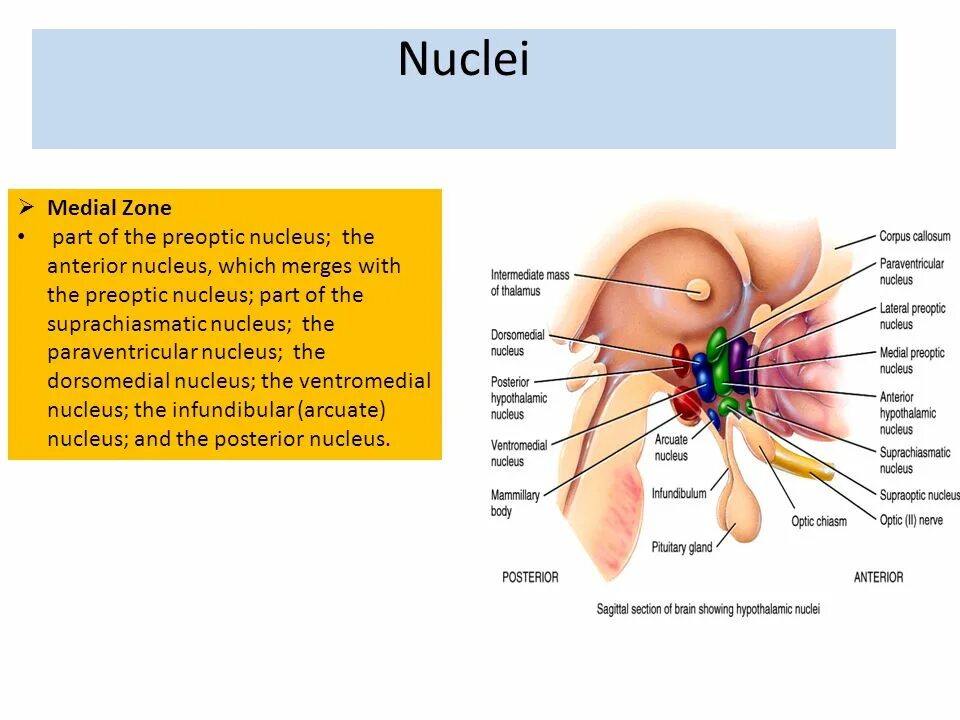 Nucleus splitting. Nucleus. ventromedial nucleus. нуклеус трохлеарис. suprachiasmatic nucleus.