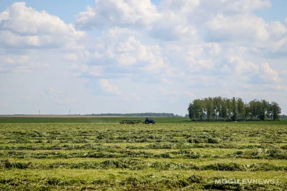 Трава второго укоса. 79 Гектаров. Картинка трава второго укоса.