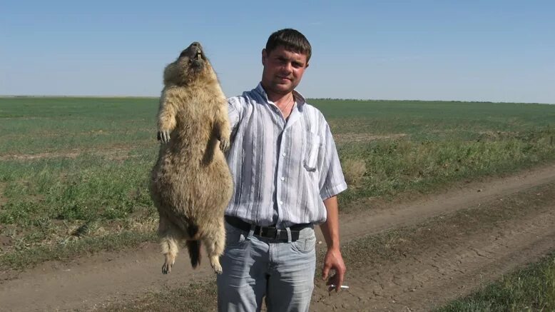 Сурок-байбак. Сурок байбак смешной. Биография байбака. Биография байбака. Белгородский байбак.
