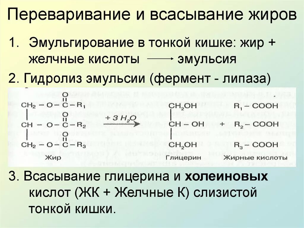 2 при гидролизе белка образуются. Переваривание и всасывание жиров. Переваривание и всасывание ж ров. Ферменты для переваривания жиров. Эмульгирование жиров реакция.