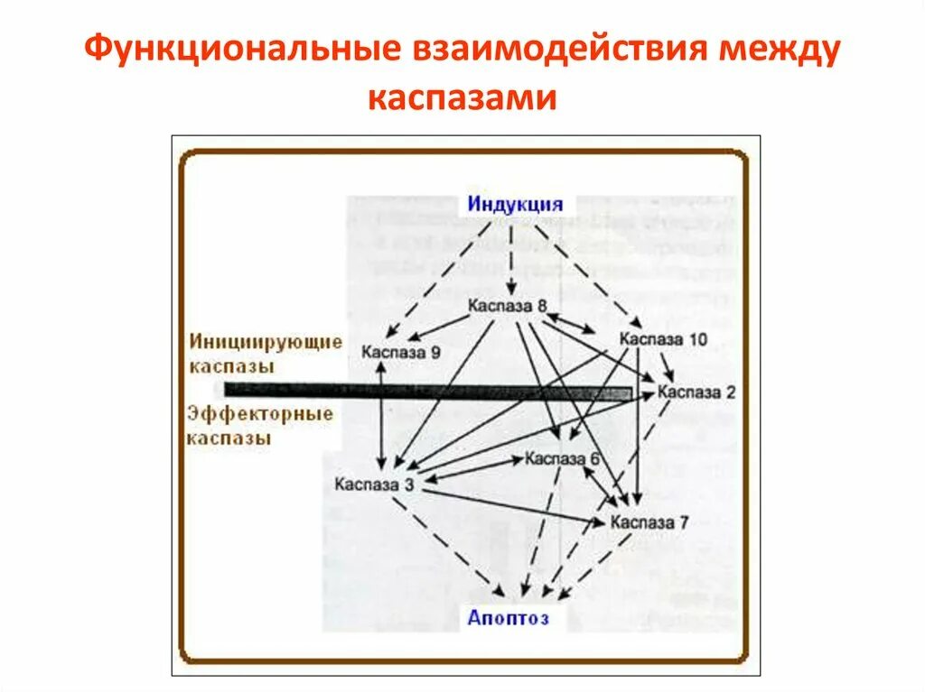 Взаимодействие общества и означает взаимодействие между. Функциональное взаимодействие. Кросс-функциональное взаимодействие это. Взаимодействие между. Взаимодействие между системами.