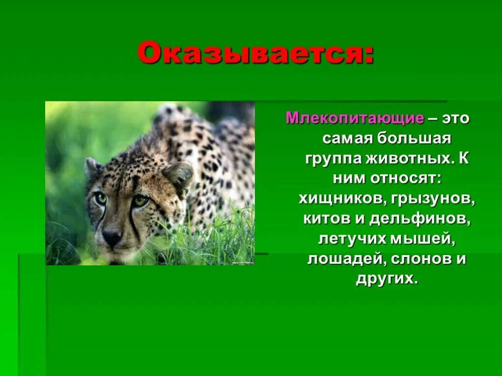 Хищники 1 класс