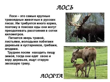 Описание лося 4 класс окружающий мир