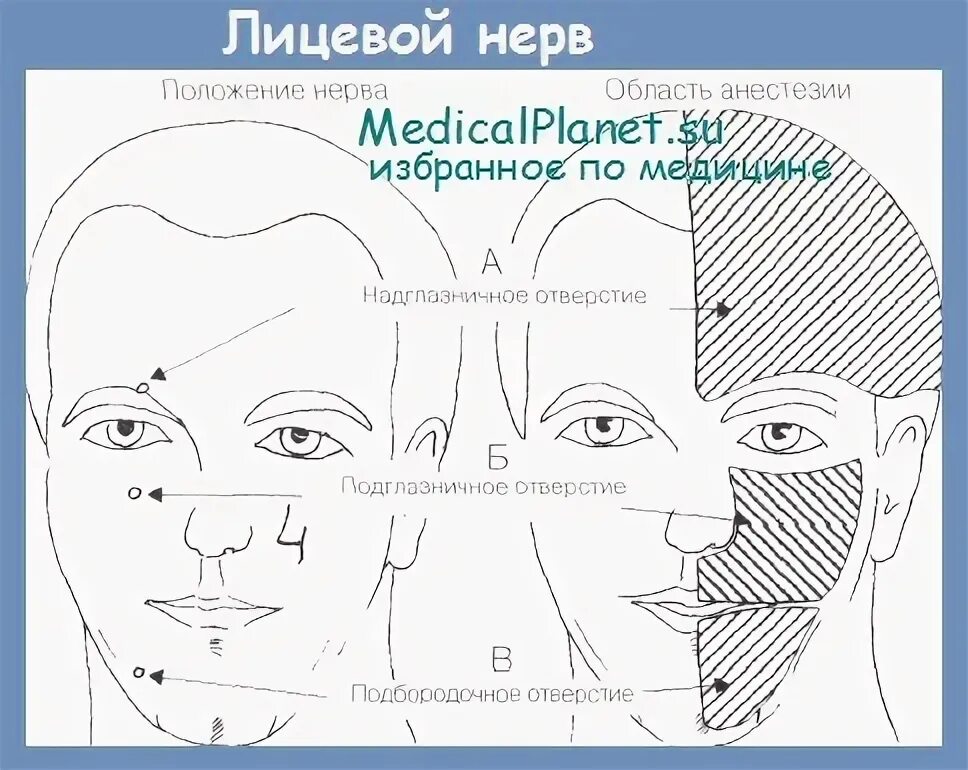 Тип лицевого нерва. Тип лицевого нерва