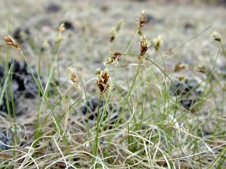 Осока магелланская. Осока носиковая. Осока песня барашкины. Осока морроу. Осока охименская evergold.