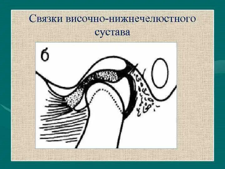 Внчс уха. Связки височно-нижнечелюстного сустава. Элементы ВНЧС. Строение ВНЧС рисунок. Височно-нижнечелюстной сустав схема.