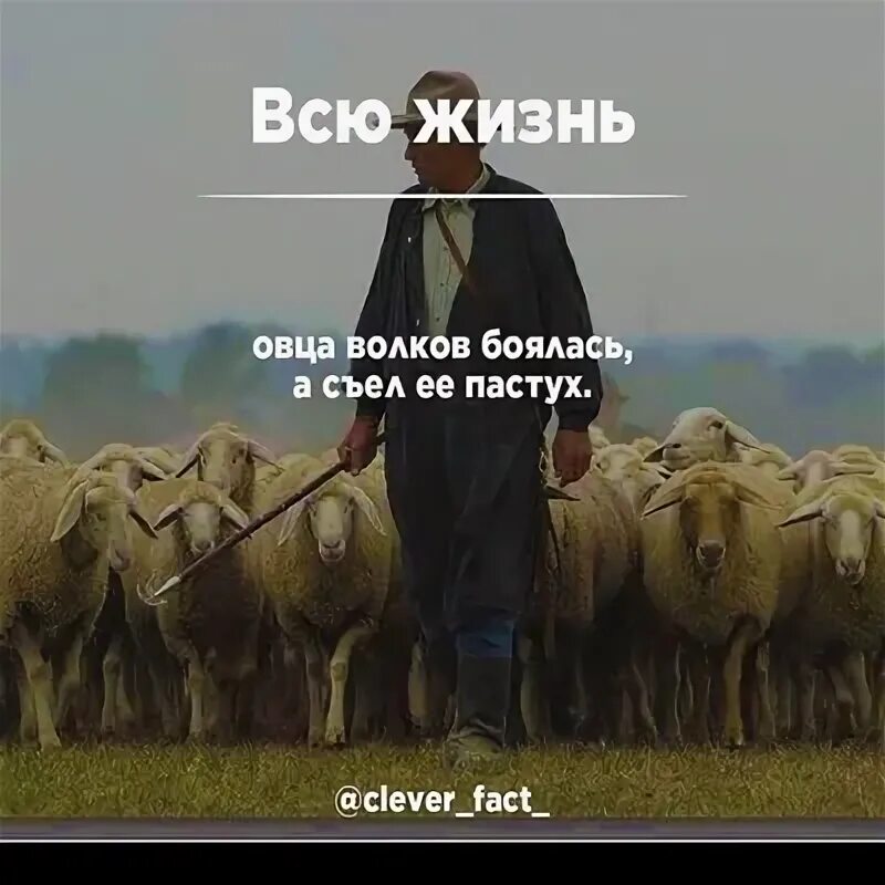 Всю жизнь овца волков. Всю жизнь овца Волков боялась а съел ее пастух. Всю жизнь овца Волков боялась а съел ее пастух Грузинская поговорка. Всю жизнь овца Волков боялась.