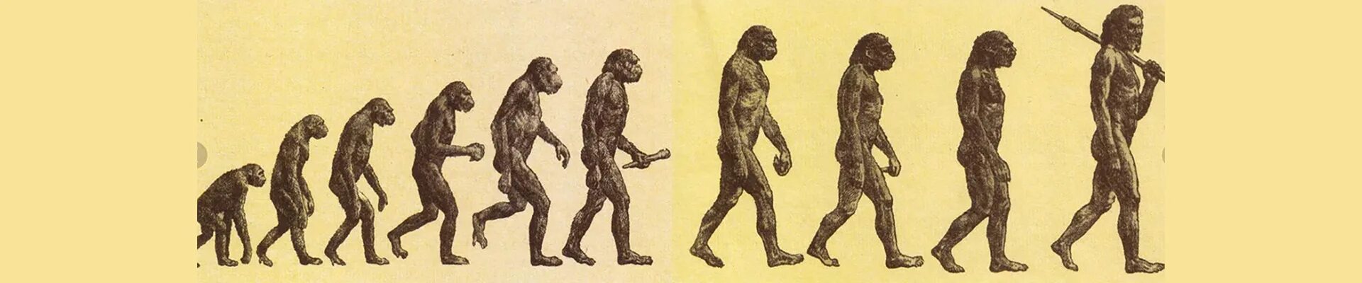 Процесс превращения человека в обезьяну. Теория эволюции Дарвина. Дарвин теория эволюции и происхождения человека. Теория Дарвина о происхождении человека.