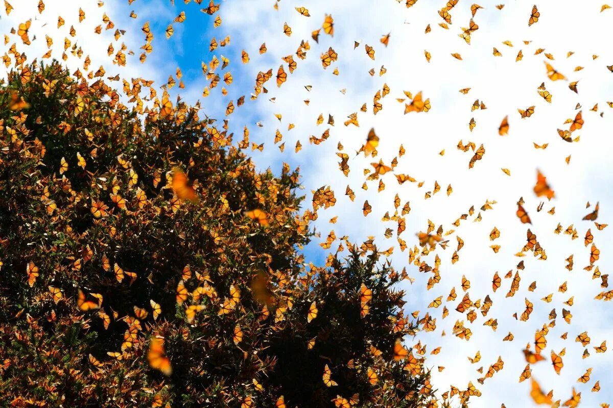 Миграция бабочек монархов. Данаида Монарх миграция. Мигрирующие бабочки Данаида Монарх. Долина бабочек Родос. Бабочек легкая стая