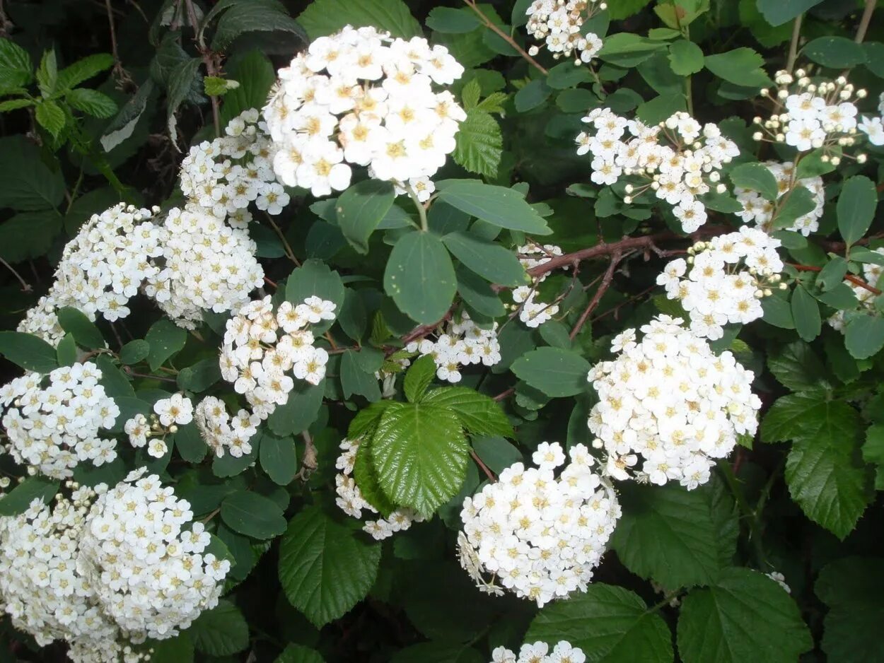 Спирея с белыми цветами. Спирея городчатая. Спирея городчатая (Spiraea crenata). Спирея Вангутта. Таволга городчатая спирея.