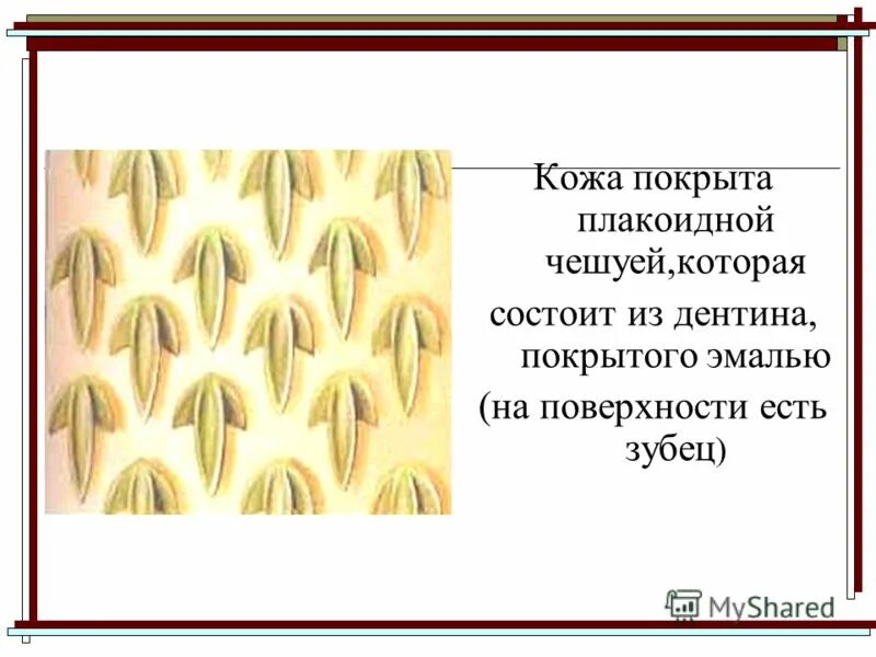 строение чешуи костных рыб. плакоидная и ганоидная чешуя. кожа покрыта примитивными плакоидными пластинками. плакоидная чешуя гистология. кожа покрыта примитивными плакоидными пластинками.